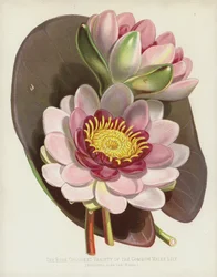 Die rosafarbene Variante der Gemeinen Seerose, Nymphaea Alba, var Rosea